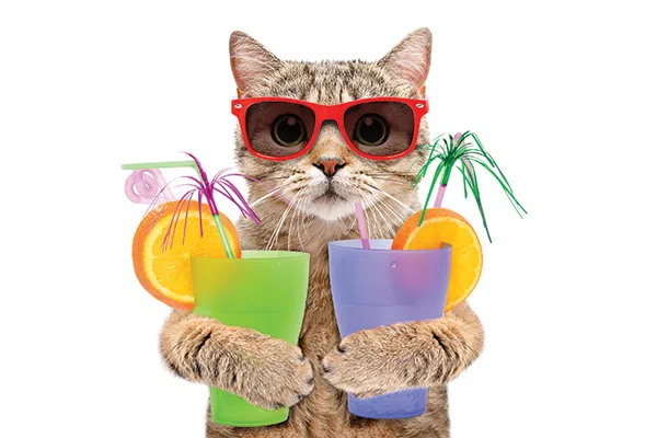cat holding two glasses of soda
