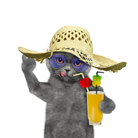 cat with hat drinking glass of soda