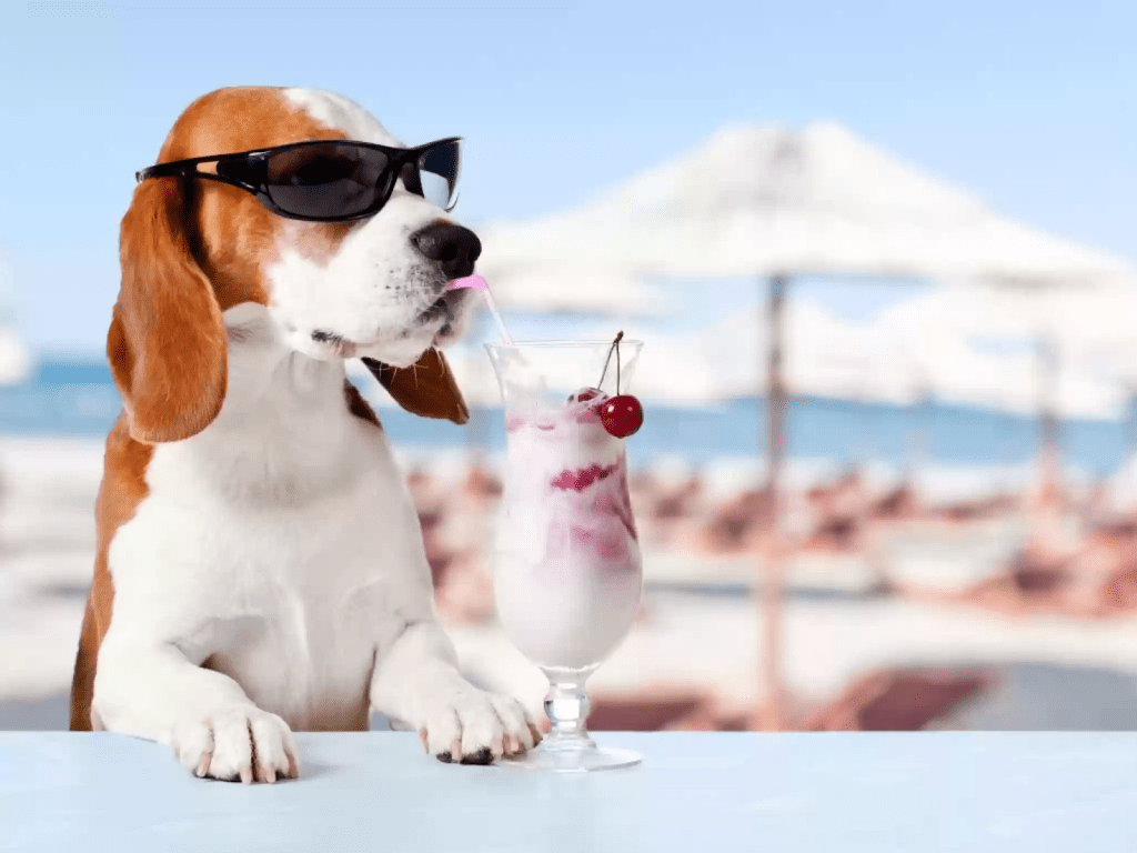 dog with sunglasses drinking root beer